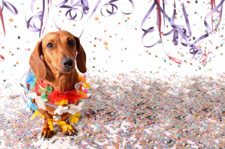 Carnaval é pra pet? Especialista alerta sobre riscos da folia para cães e gatos