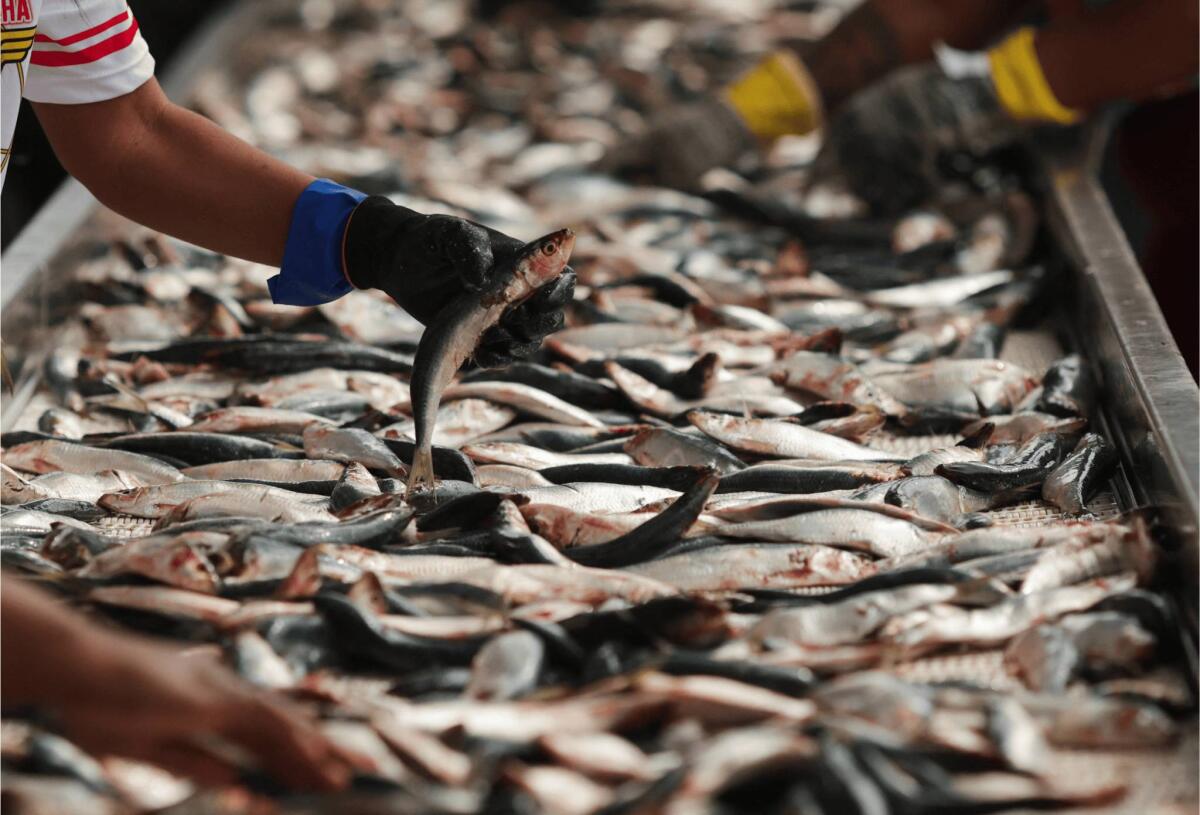 Exportação de pescados do Brasil deve somar US$ 600 mi após alívio tarifário dos EUA