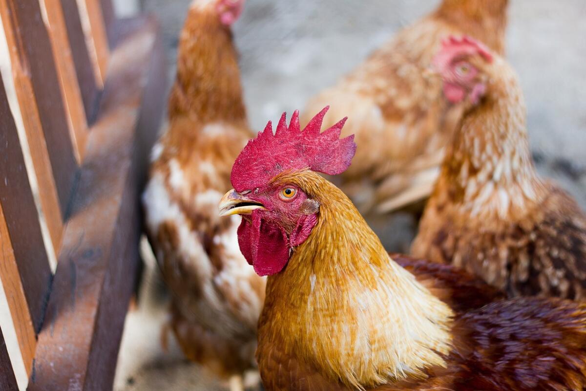 Gripe aviária: Argentina confirma novo surto em aves comerciais
