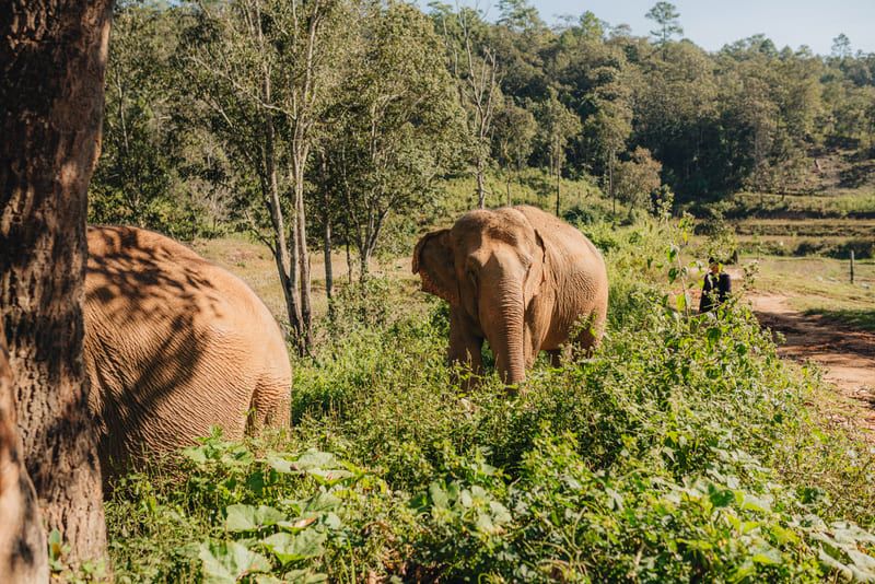 Tailândia aplica anticoncepcionais em elefantes selvagens para reduzir conflitos