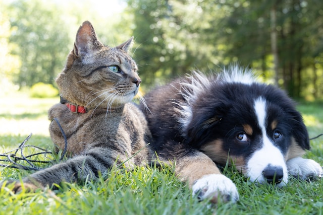 Tarcísio sanciona lei que permite enterro de cães e gatos em jazigos familiares em SP